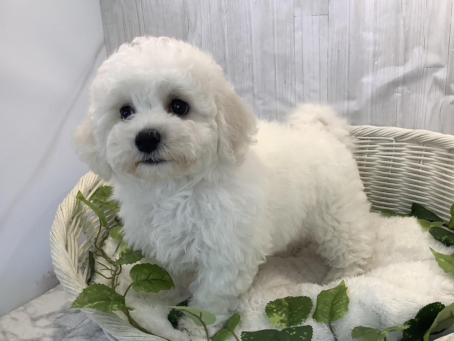 静岡県のビションフリーゼ (マルエスペットホームアシスト店/2025年11月6日生まれ/女の子/ホワイト)の子犬の3枚目の画像