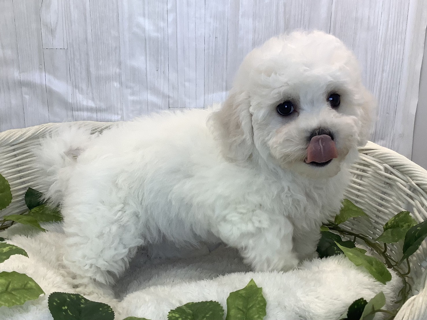 静岡県のビションフリーゼ (マルエスペットホームアシスト店/2025年11月6日生まれ/女の子/ホワイト)の子犬の2枚目の画像