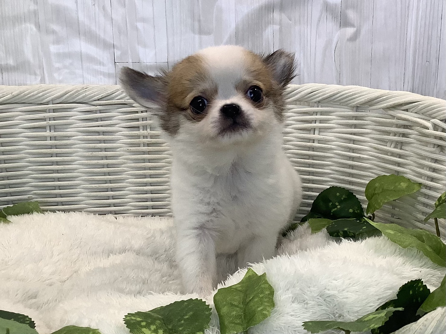 静岡県のチワワ(ロング) (マルエスペット富士見台店/2025年11月7日生まれ/女の子/パーティーカラー)の子犬の1枚目の画像