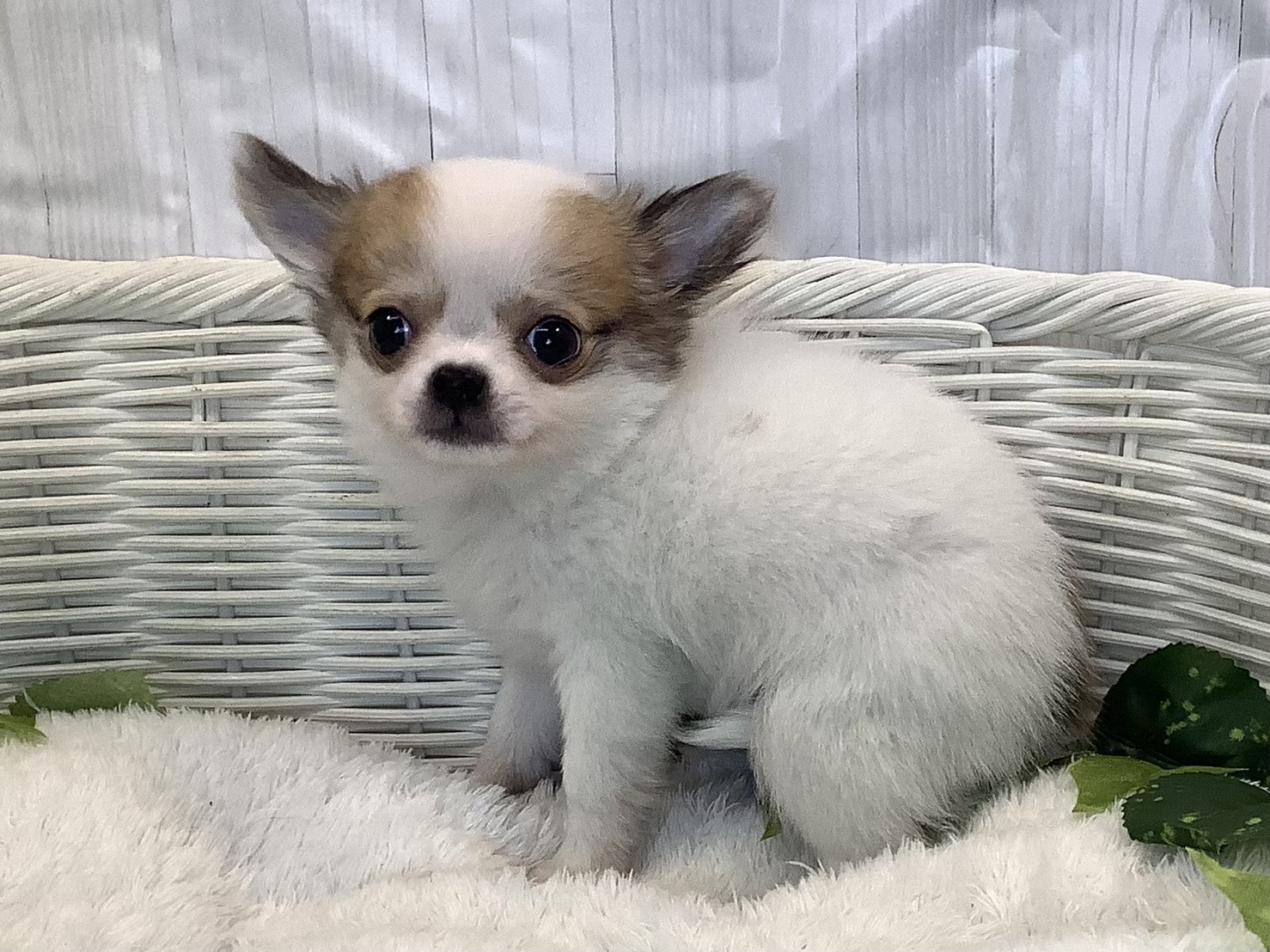 静岡県のチワワ(ロング) (マルエスペット富士見台店/2025年11月7日生まれ/女の子/パーティーカラー)の子犬の3枚目の画像