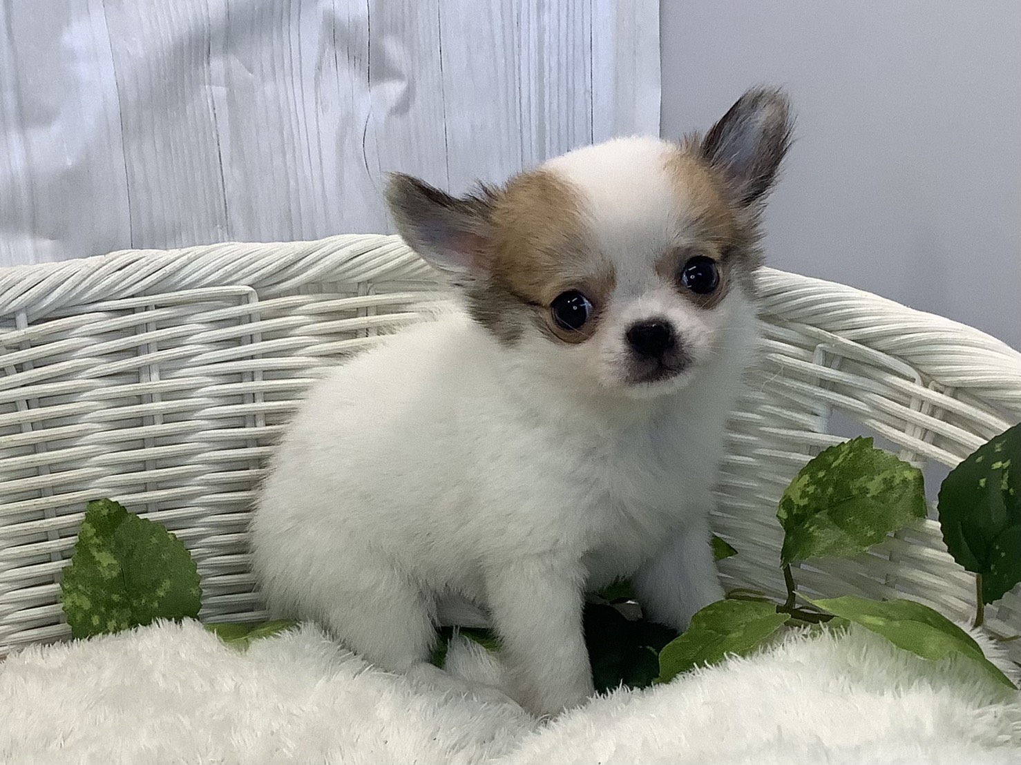 静岡県のチワワ(ロング) (マルエスペット富士見台店/2025年11月7日生まれ/女の子/パーティーカラー)の子犬の2枚目の画像