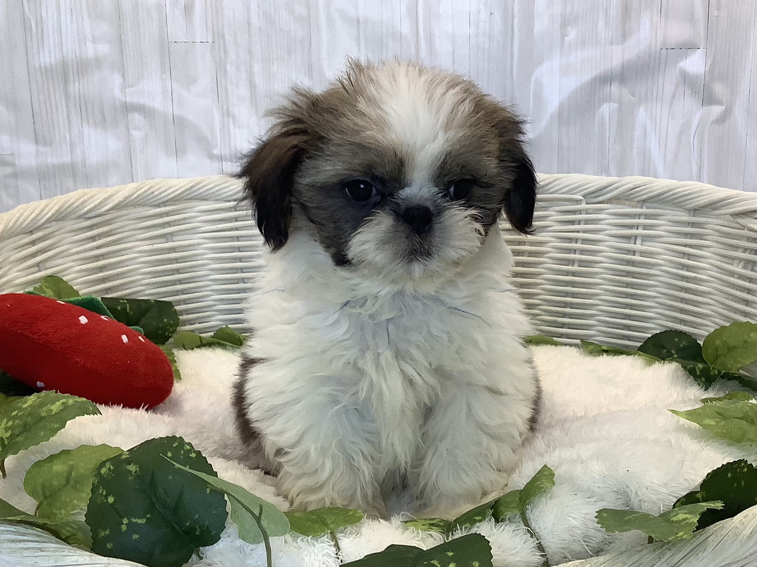 静岡県のシーズー (マルエスペットホームアシスト店/2025年11月4日生まれ/男の子/ゴールドホワイト)の子犬の1枚目の画像