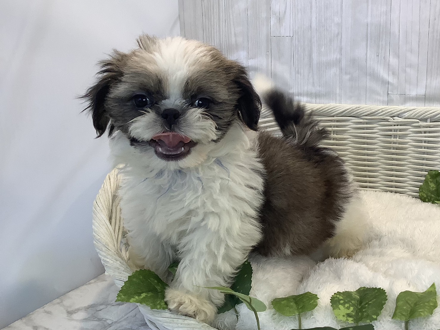 静岡県のシーズー (マルエスペットホームアシスト店/2025年11月4日生まれ/男の子/ゴールドホワイト)の子犬の3枚目の画像