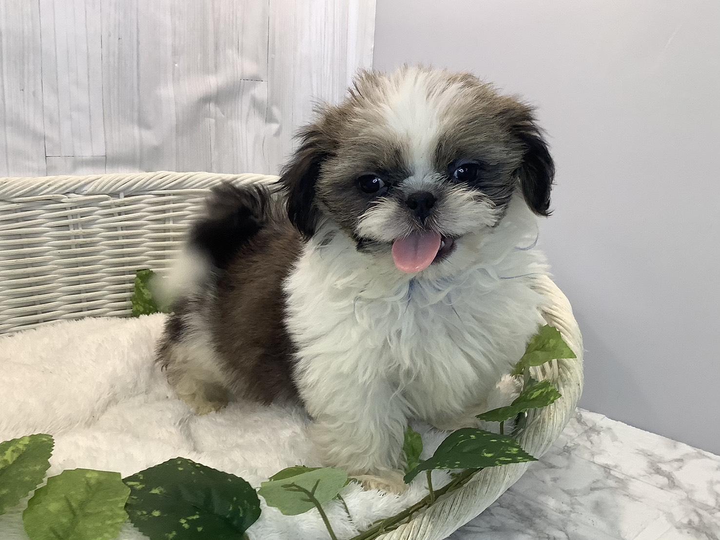 静岡県のシーズー (マルエスペットホームアシスト店/2025年11月4日生まれ/男の子/ゴールドホワイト)の子犬の2枚目の画像