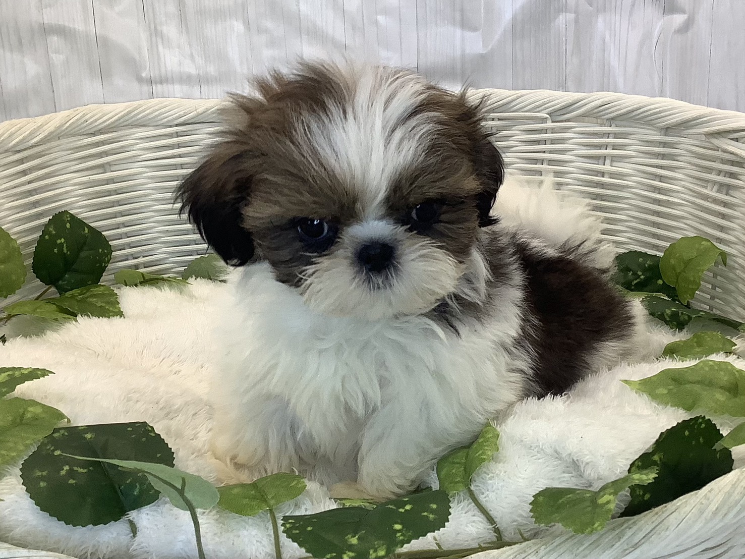 愛知県のシーズー (ペッツワン稲沢ハーモニーランド店/2025年11月4日生まれ/男の子/ゴールドホワイト)の子犬の1枚目の画像