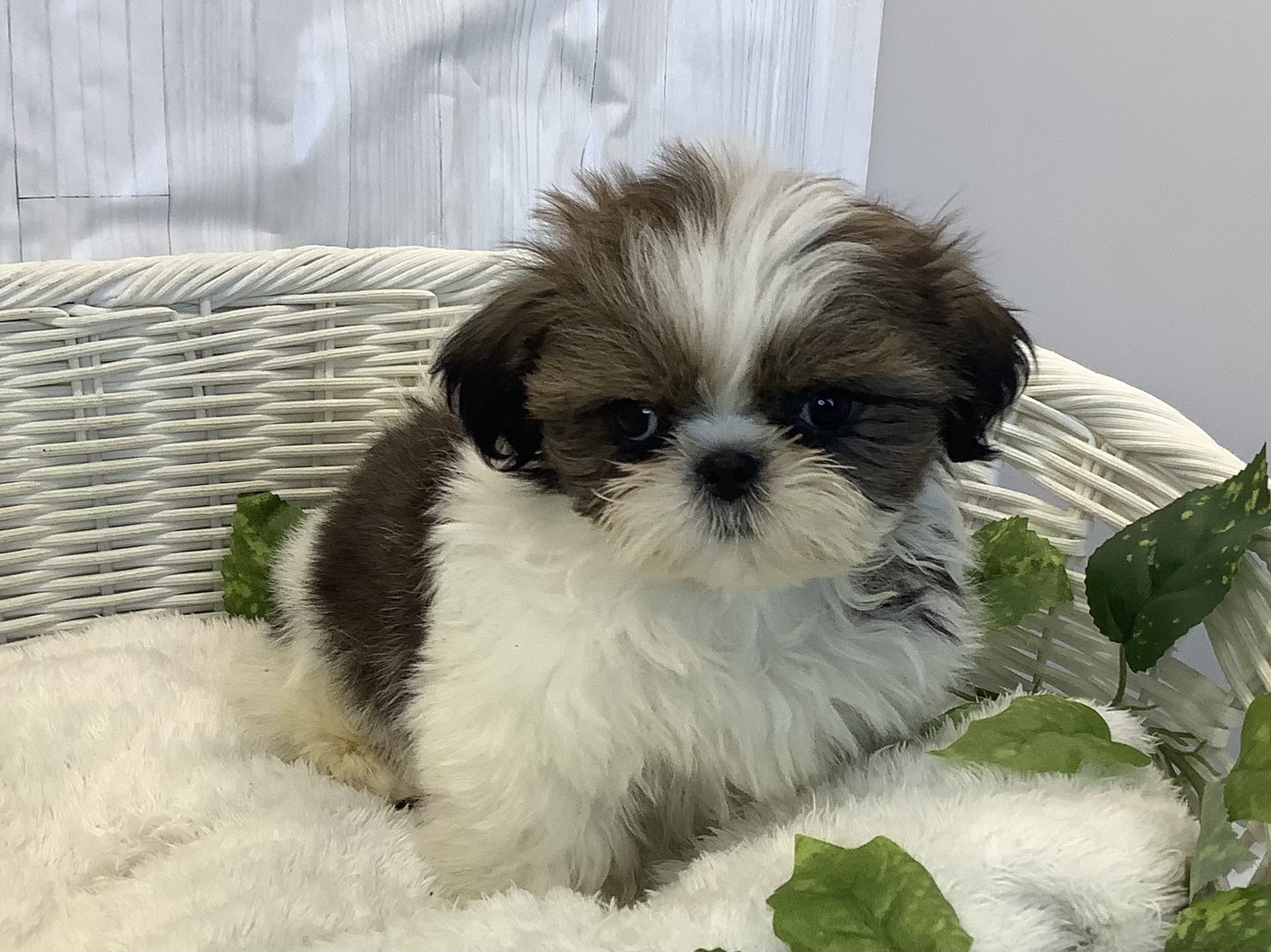 愛知県のシーズー (ペッツワン稲沢ハーモニーランド店/2025年11月4日生まれ/男の子/ゴールドホワイト)の子犬の2枚目の画像