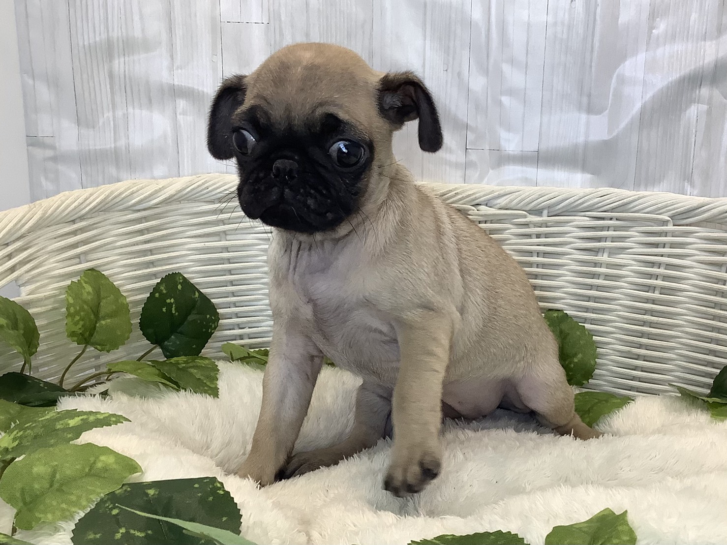 奈良県のパグ (マルエスペット いかるが店/2025年11月10日生まれ/女の子/フォーン)の子犬の3枚目の画像