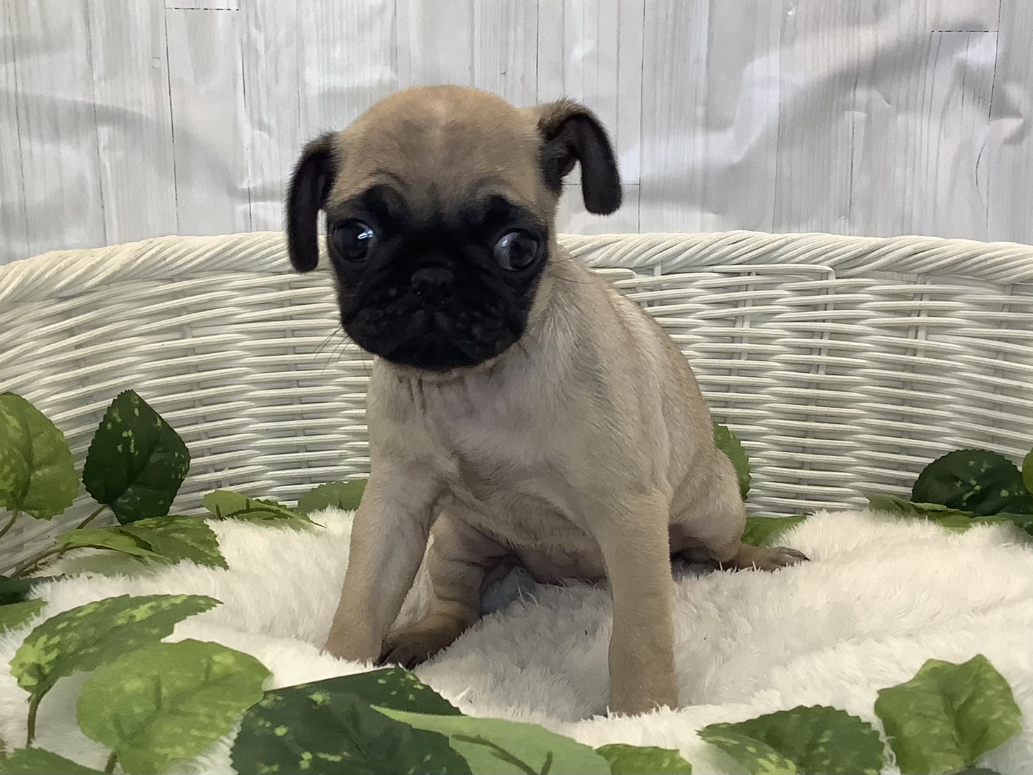 奈良県のパグ (マルエスペット いかるが店/2025年11月10日生まれ/女の子/フォーン)の子犬の1枚目の画像