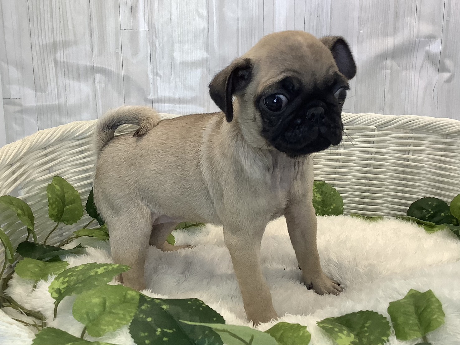 奈良県のパグ (マルエスペット いかるが店/2025年11月10日生まれ/女の子/フォーン)の子犬の2枚目の画像