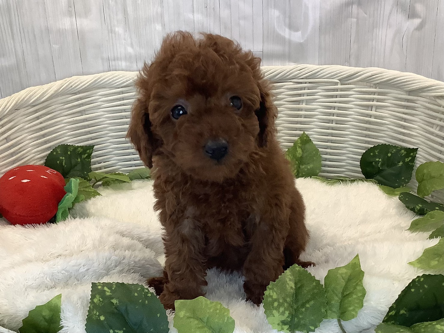 奈良県のトイプードル(トイ) (マルエスペット いかるが店/2025年11月10日生まれ/女の子/レッド)の子犬の1枚目の画像