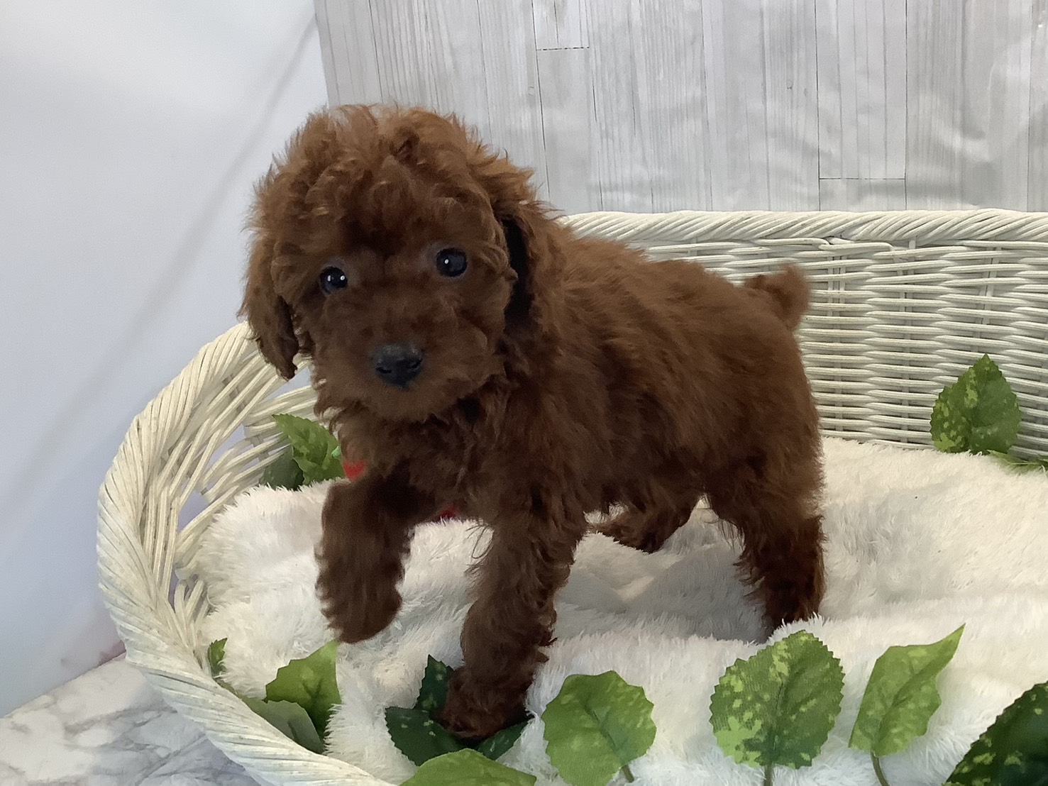 奈良県のトイプードル(トイ) (マルエスペット いかるが店/2025年11月10日生まれ/女の子/レッド)の子犬の3枚目の画像