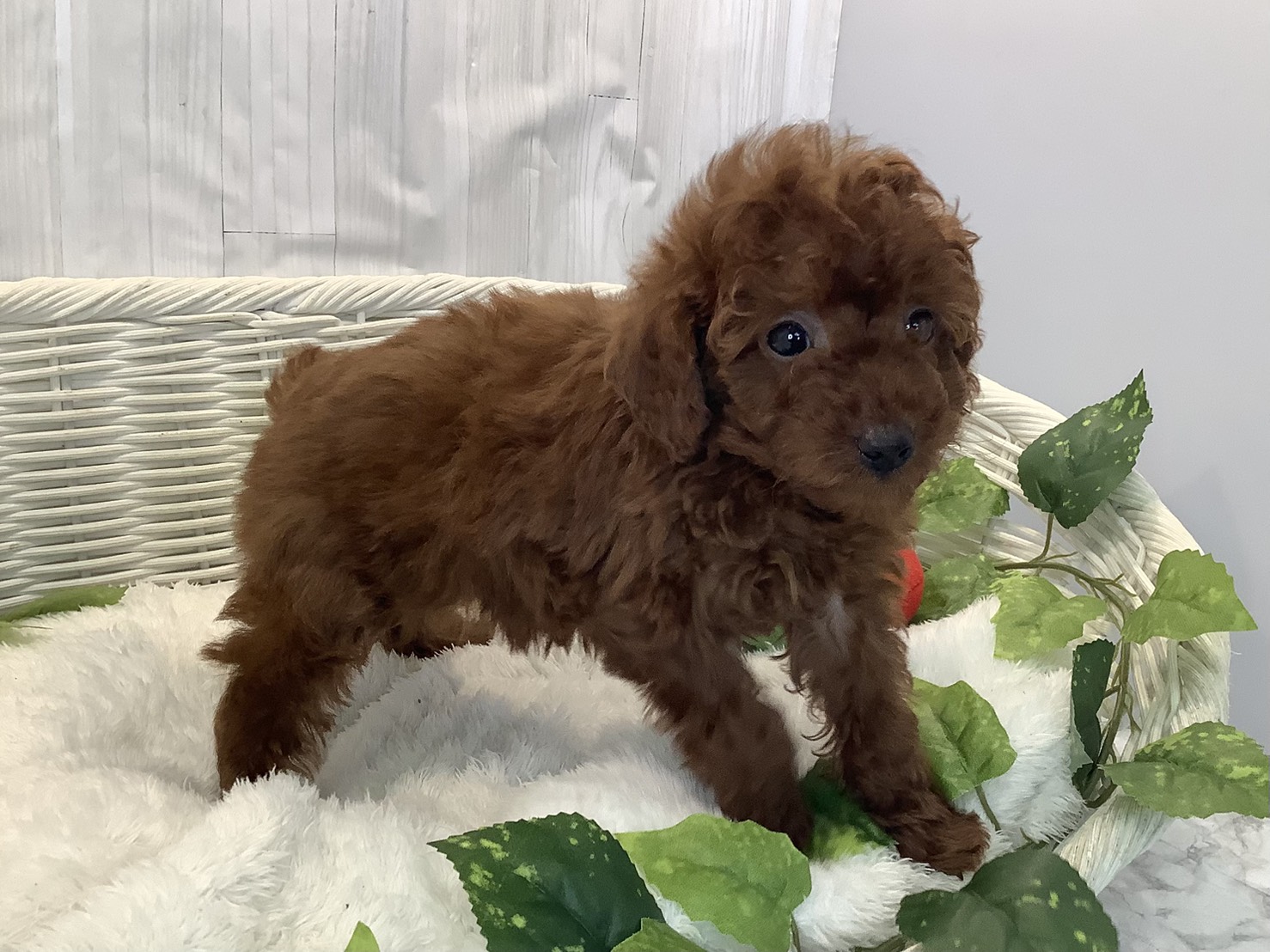 奈良県のトイプードル(トイ) (マルエスペット いかるが店/2025年11月10日生まれ/女の子/レッド)の子犬の2枚目の画像