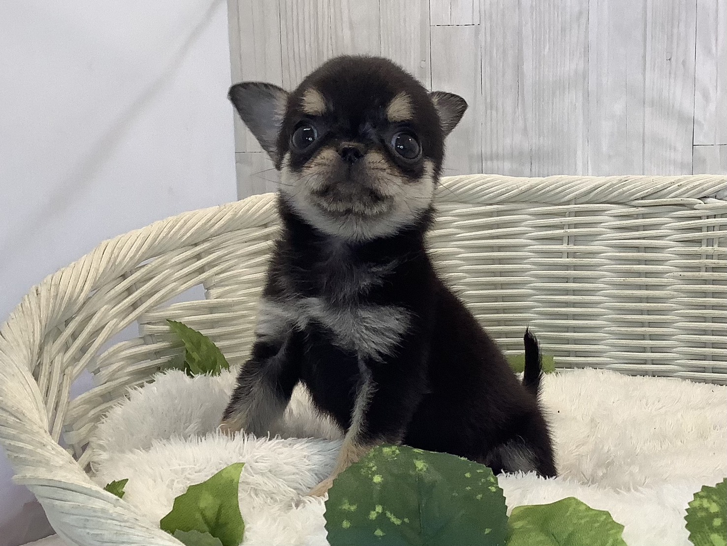 奈良県のチワワ(スムース) (マルエスペット 富雄店/2025年11月5日生まれ/女の子/ブラッククリーム)の子犬の3枚目の画像
