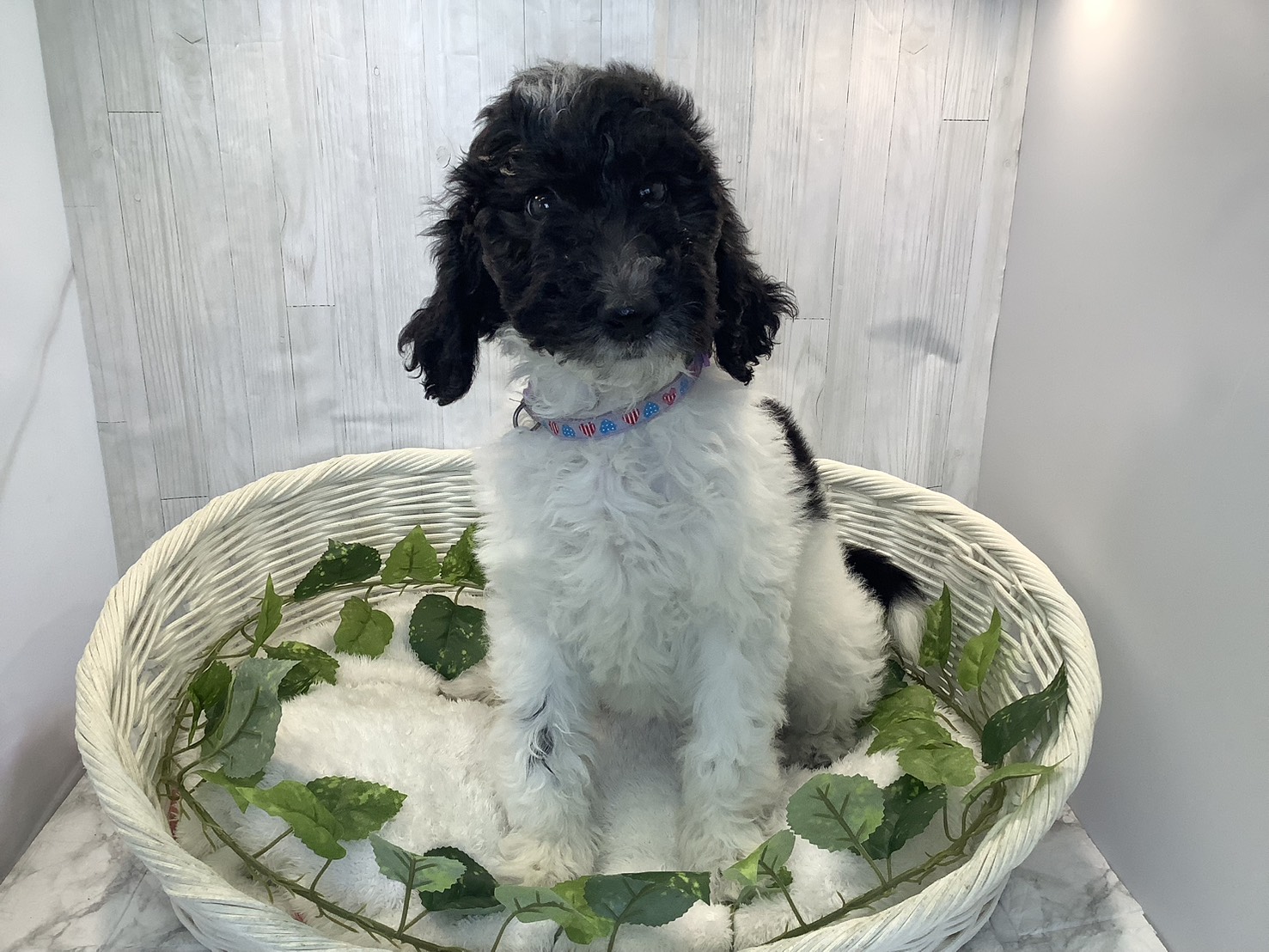 奈良県のスタンダードプードル (マルエスペット いかるが店/2025年11月6日生まれ/女の子/ブラックホワイト)の子犬の1枚目の画像