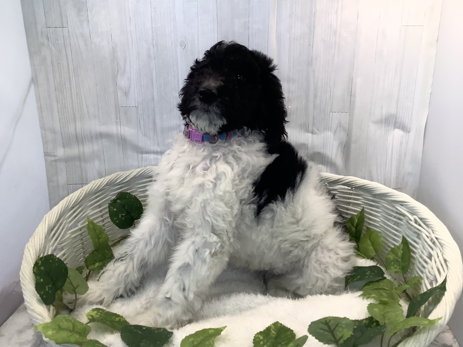 奈良県のスタンダードプードル (マルエスペット いかるが店/2025年11月6日生まれ/女の子/ブラックホワイト)の子犬の3枚目の画像