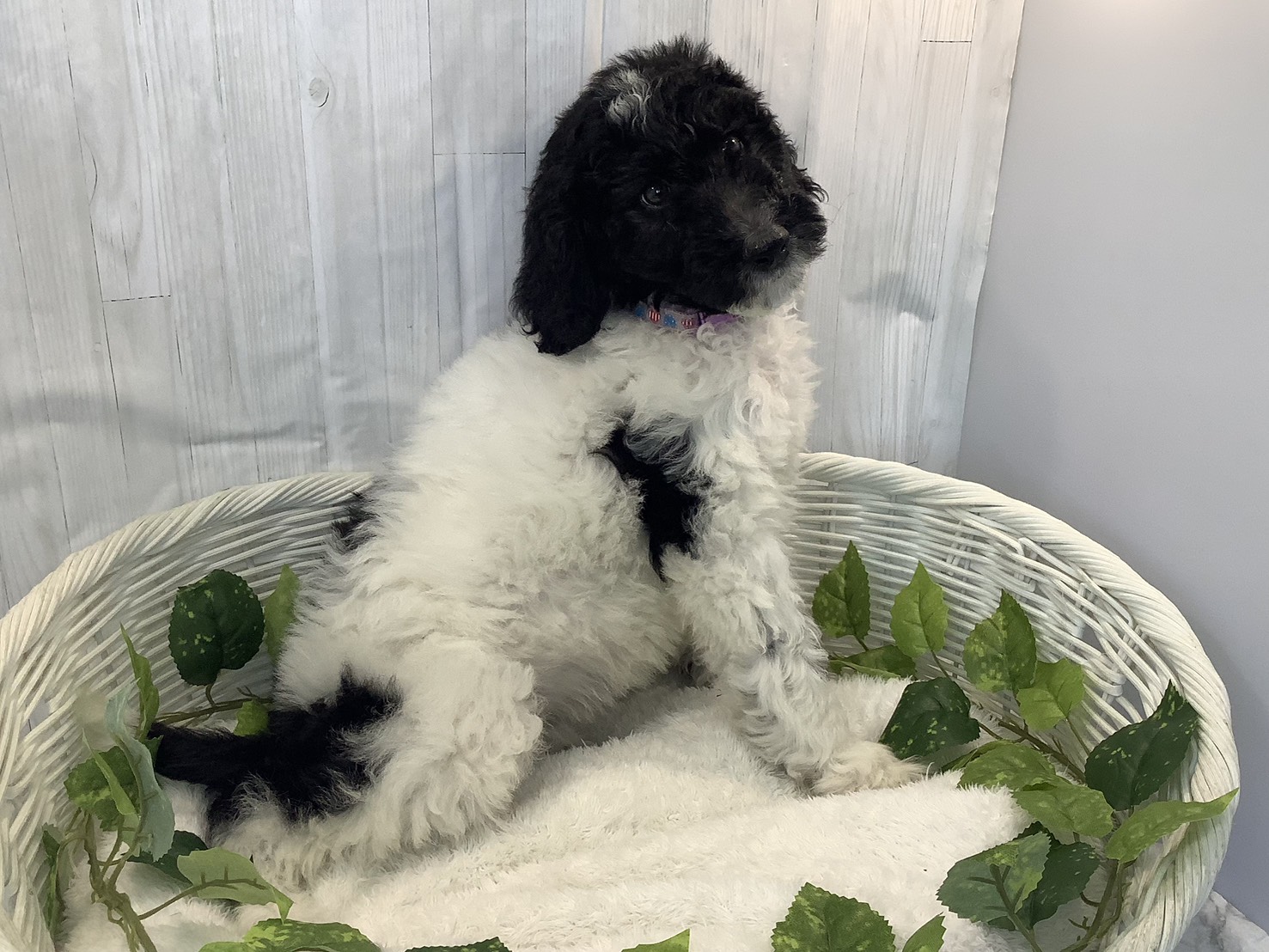 奈良県のスタンダードプードル (マルエスペット いかるが店/2025年11月6日生まれ/女の子/ブラックホワイト)の子犬の2枚目の画像