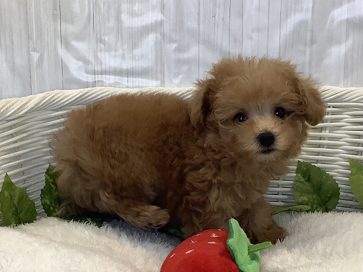 静岡県のトイプードル(トイ) (マルエスペット富士店/2025年11月10日生まれ/女の子/オレンジフォーン)の子犬の2枚目の画像