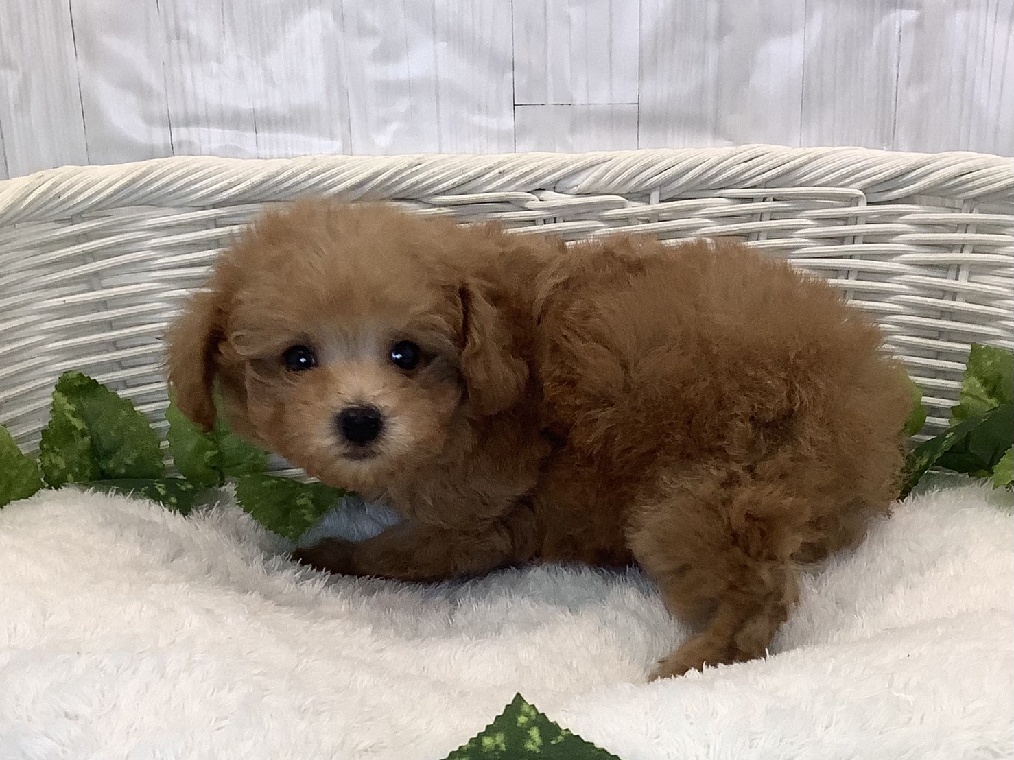 静岡県のトイプードル(トイ) (マルエスペット富士店/2025年11月10日生まれ/女の子/オレンジフォーン)の子犬の3枚目の画像