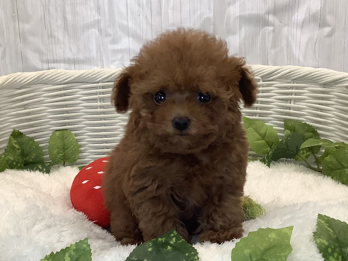 神奈川県のトイプードル(トイ) (マルエスペット湯河原店/2025年11月6日生まれ/男の子/レッドフォーン)の子犬の1枚目の画像