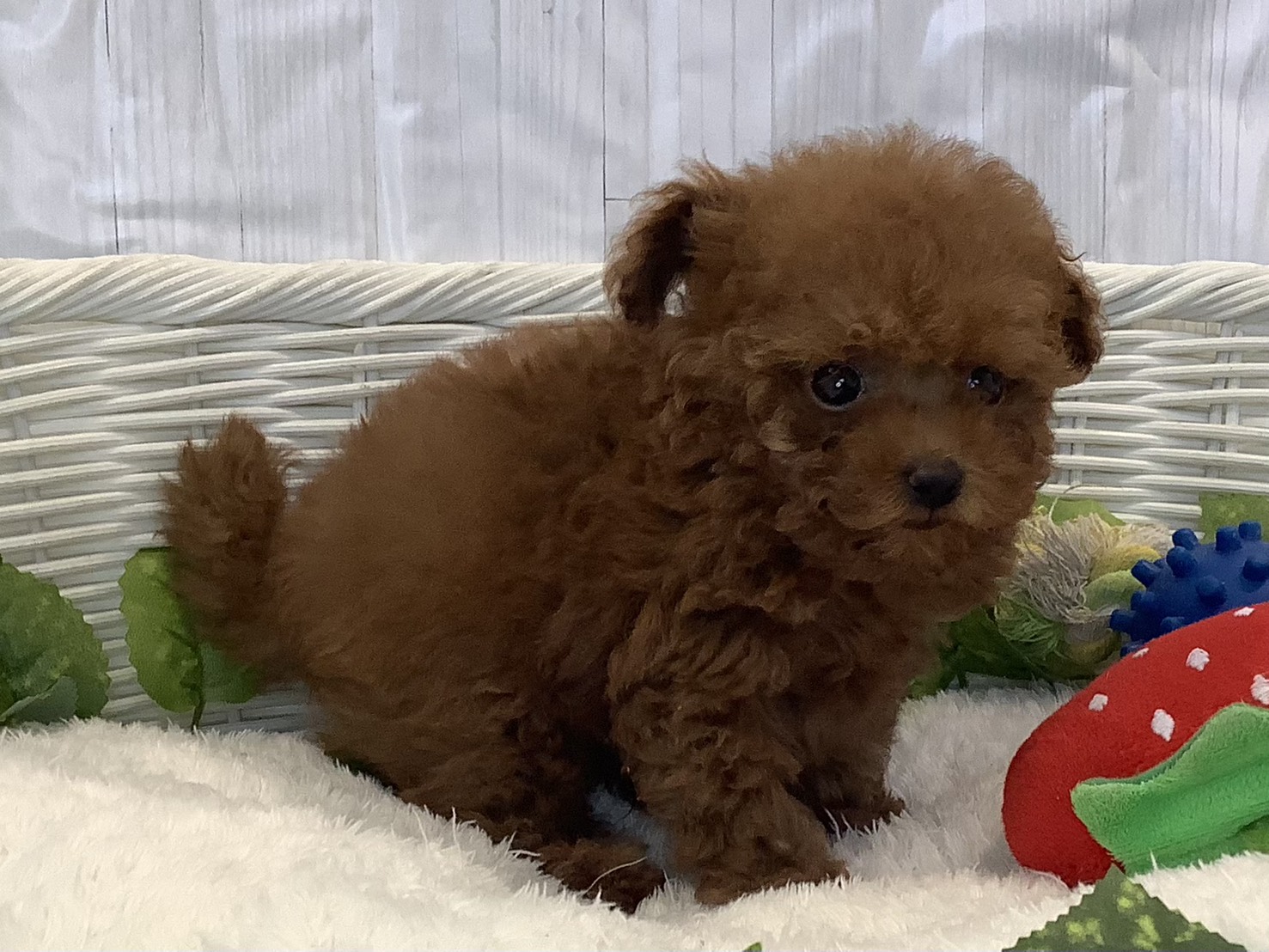 神奈川県のトイプードル(トイ) (マルエスペット湯河原店/2025年11月6日生まれ/男の子/レッドフォーン)の子犬の2枚目の画像