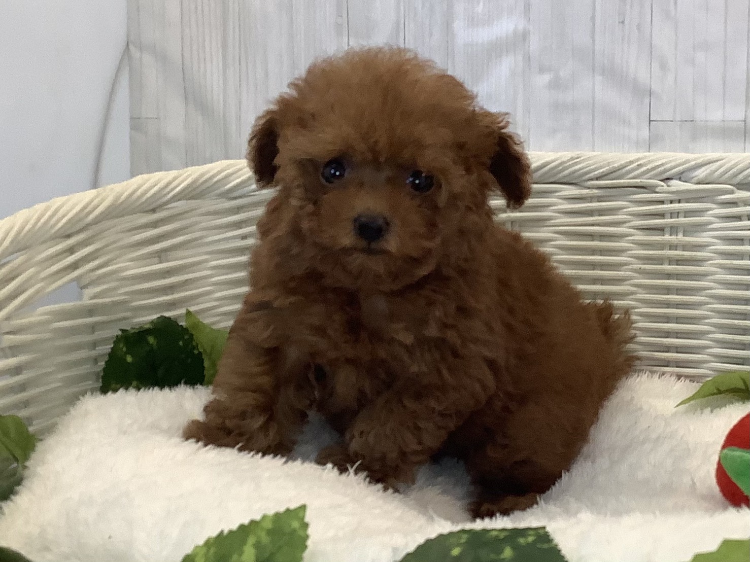 神奈川県のトイプードル(トイ) (マルエスペット湯河原店/2025年11月6日生まれ/男の子/レッドフォーン)の子犬の3枚目の画像