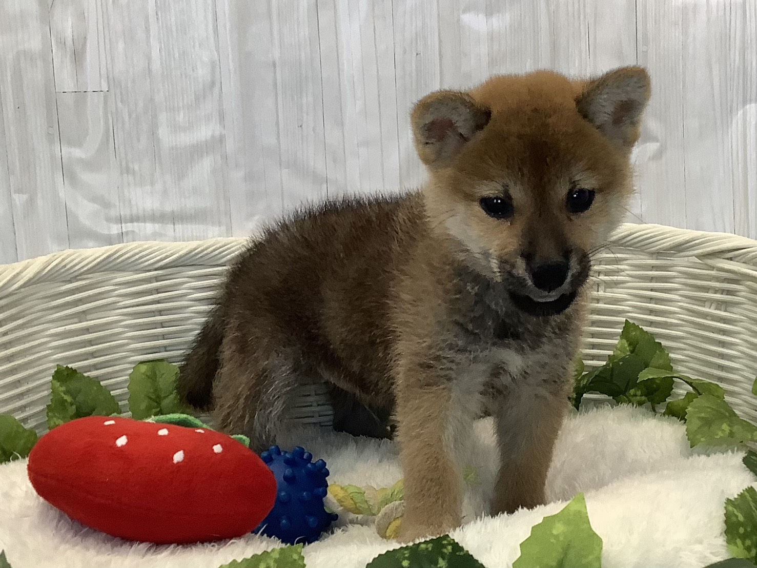 愛知県の柴犬(標準サイズ) (ペッツワン稲沢ハーモニーランド店/2025年11月10日生まれ/男の子/赤)の子犬の2枚目の画像