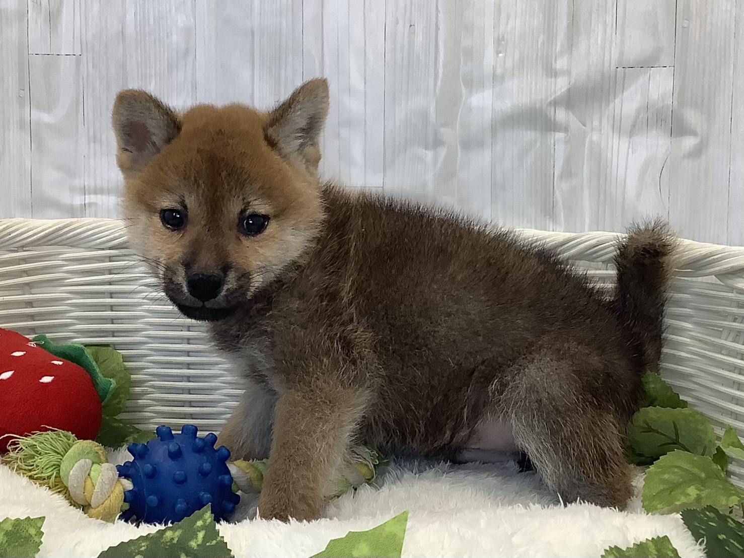 愛知県の柴犬(標準サイズ) (ペッツワン稲沢ハーモニーランド店/2025年11月10日生まれ/男の子/赤)の子犬の3枚目の画像