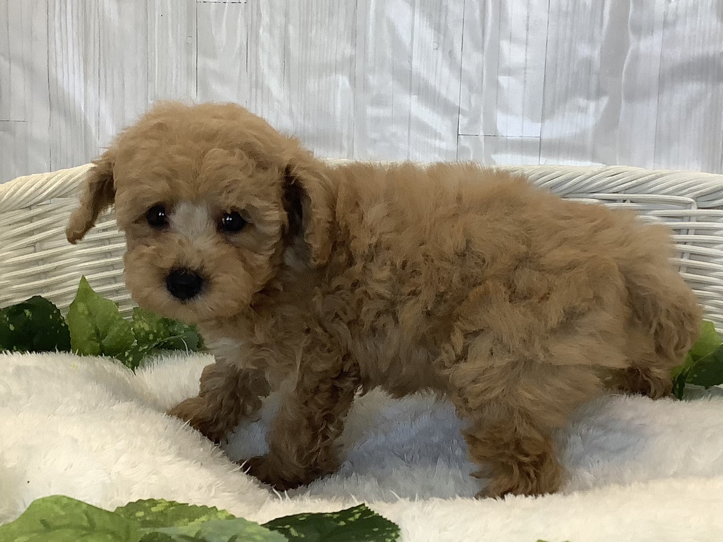 静岡県のトイプードル(トイ) (マルエスペット清水駒越店/2025年11月7日生まれ/女の子/ペールフォーン)の子犬の3枚目の画像