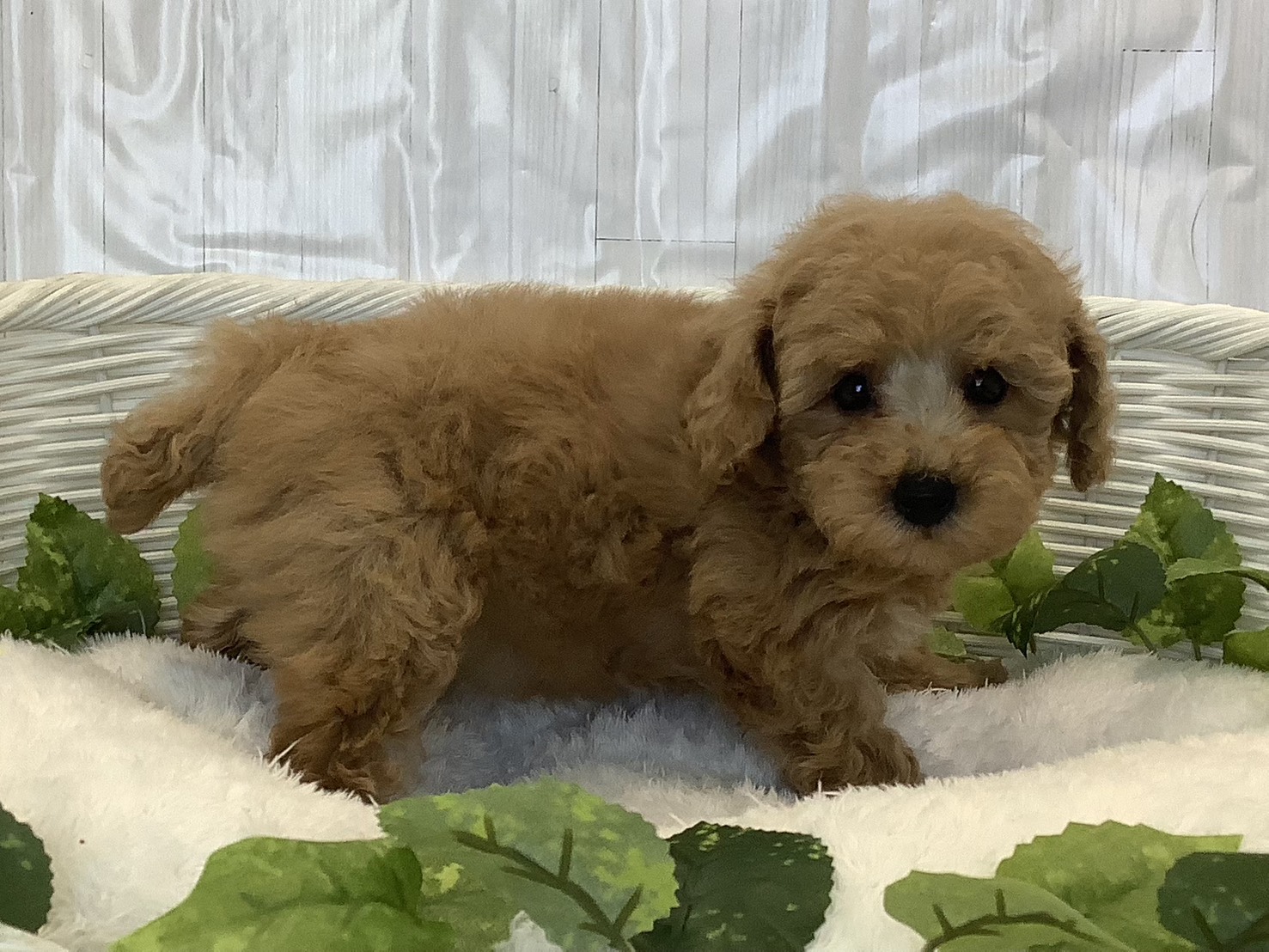 静岡県のトイプードル(トイ) (マルエスペット清水駒越店/2025年11月7日生まれ/女の子/ペールフォーン)の子犬の2枚目の画像