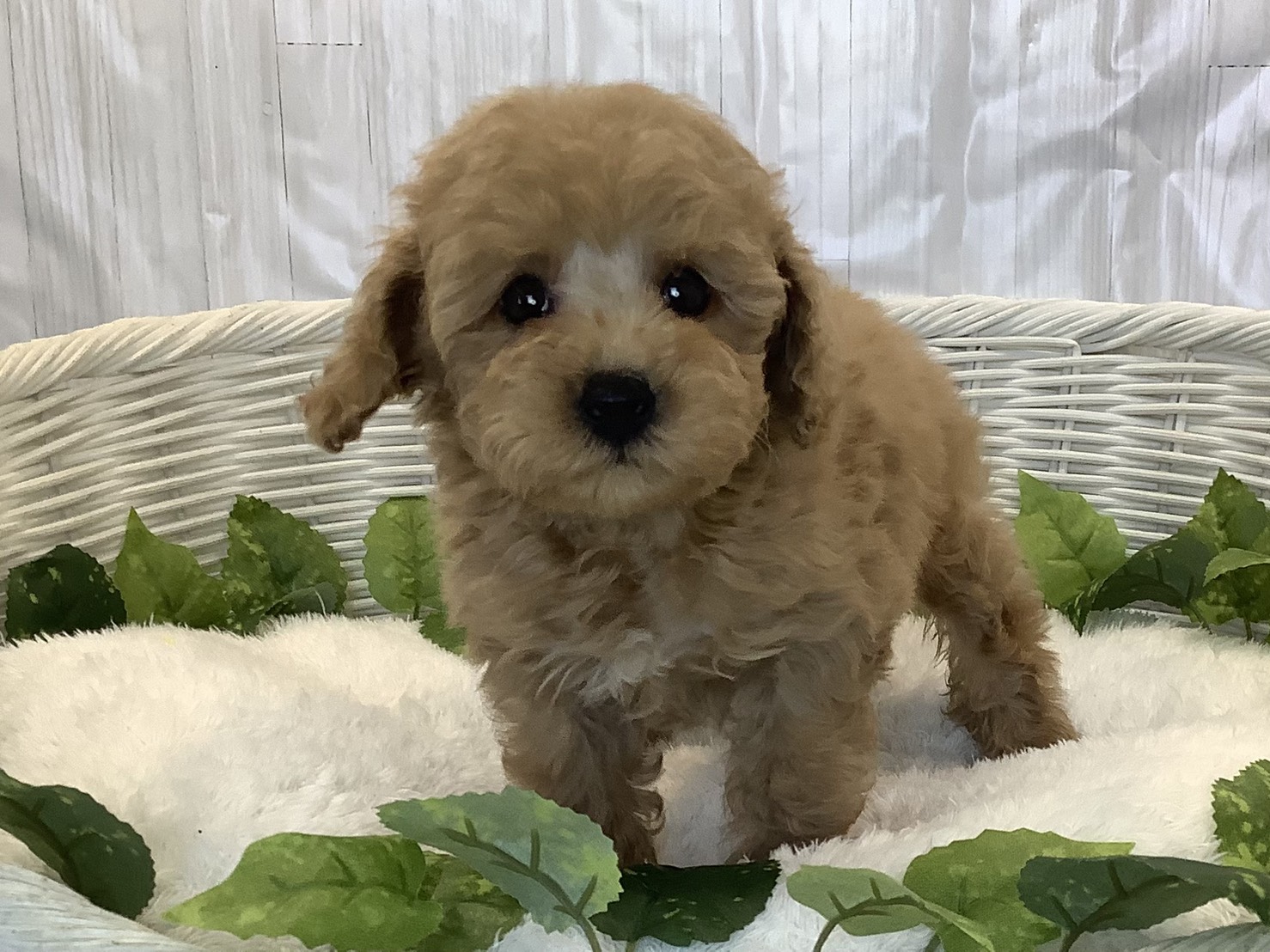 静岡県のトイプードル(トイ) (マルエスペット清水駒越店/2025年11月7日生まれ/女の子/ペールフォーン)の子犬の1枚目の画像