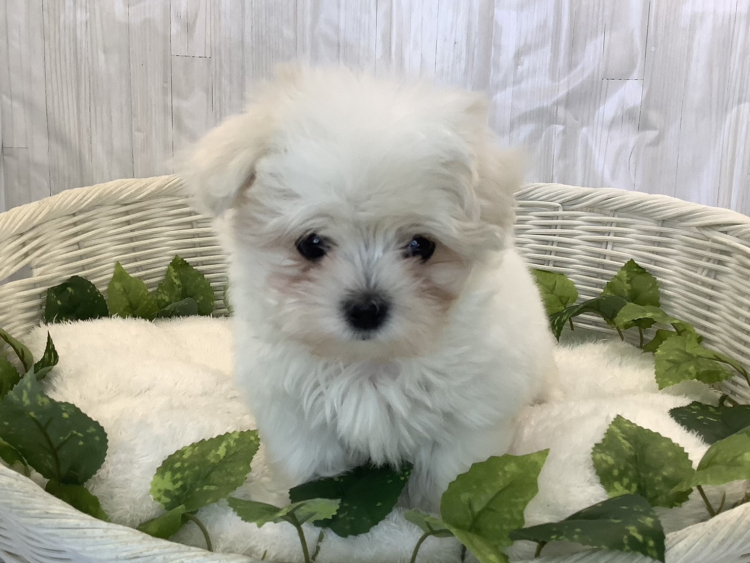 愛知県のマルチーズ (ペッツワン岡崎美合店/2025年11月7日生まれ/女の子/ホワイト)の子犬の1枚目の画像