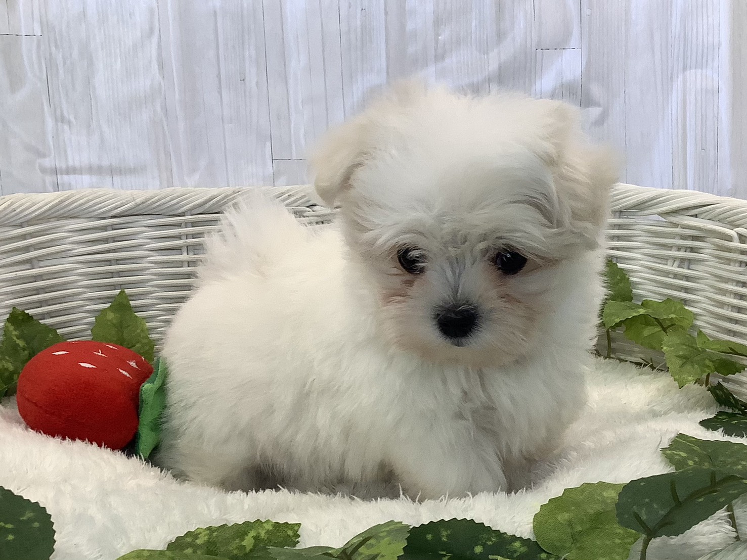 愛知県のマルチーズ (ペッツワン岡崎美合店/2025年11月7日生まれ/女の子/ホワイト)の子犬の2枚目の画像