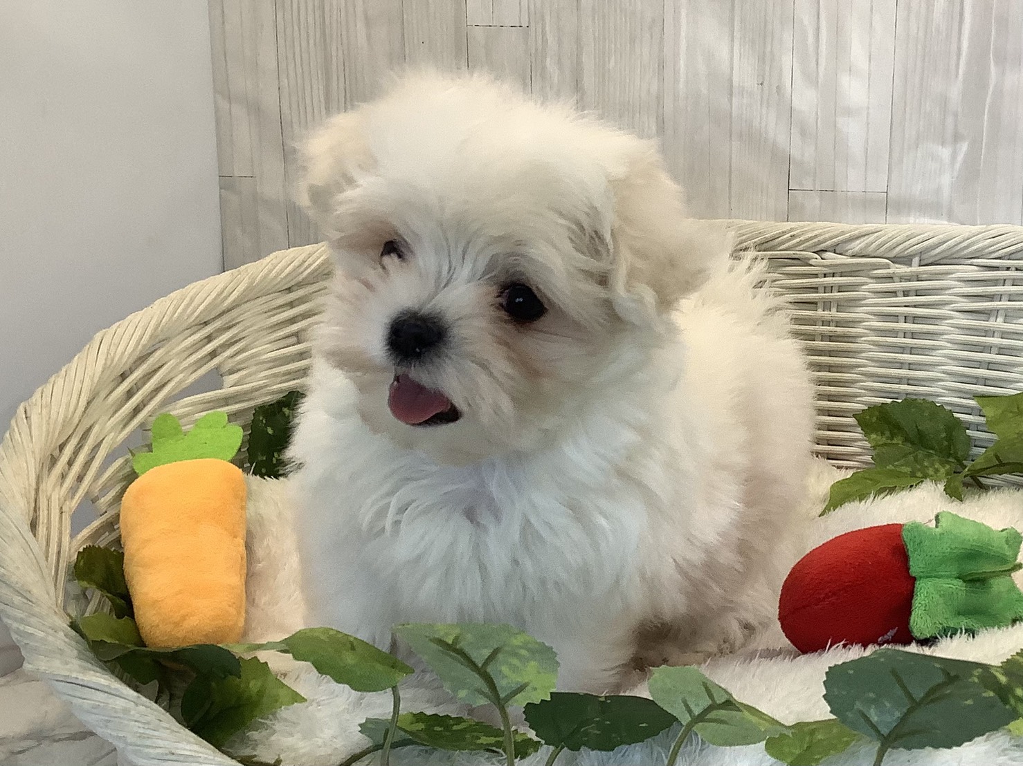 愛知県のマルチーズ (ペッツワン岡崎美合店/2025年11月7日生まれ/女の子/ホワイト)の子犬の3枚目の画像