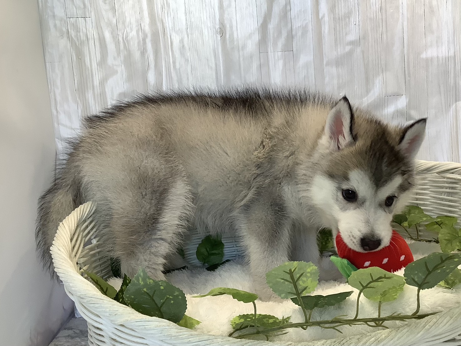 静岡県のシベリアンハスキー (マルエスペット島田店/2025年11月9日生まれ/男の子/シルバーホワイト)の子犬の2枚目の画像