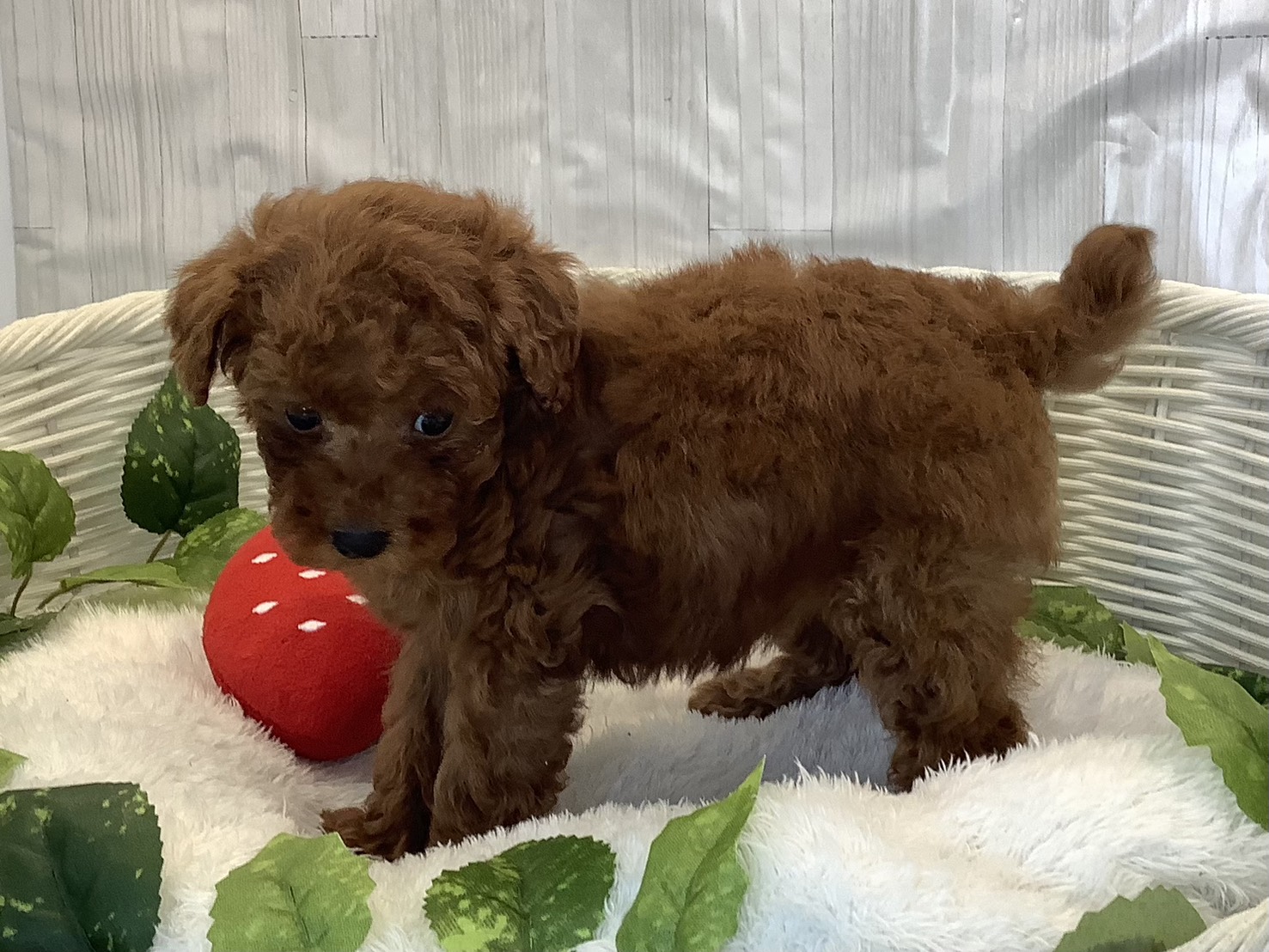 神奈川県のトイプードル(トイ) (マルエスペット相模大野店/2025年11月8日生まれ/女の子/レッド)の子犬の3枚目の画像