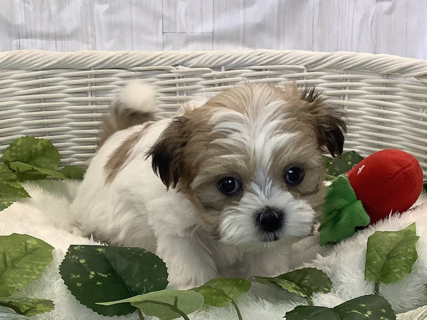 神奈川県のマルズー/マルシーズ(マルチーズ×シーズー) (マルエスペット相模大野店/2025年11月10日生まれ/男の子/ホワイトゴールド)の子犬の1枚目の画像