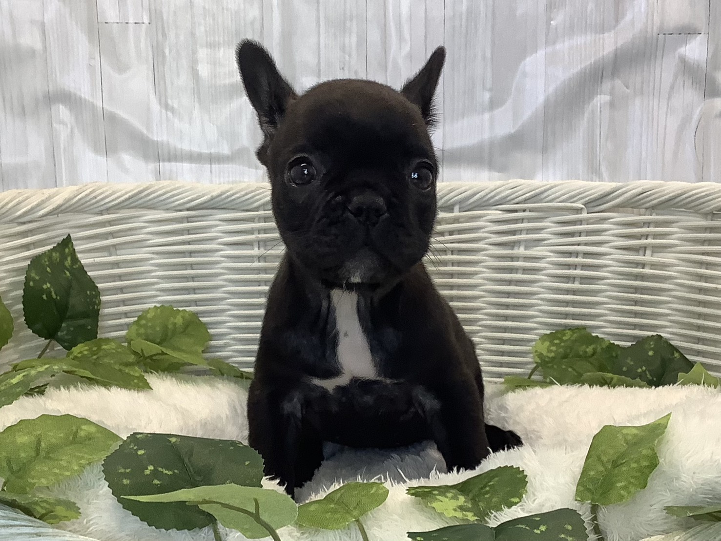 広島県のフレンチブルドッグ (マルエスペット広島段原ショッピングセンター店/2025年11月9日生まれ/女の子/ブリンドル)の子犬の1枚目の画像