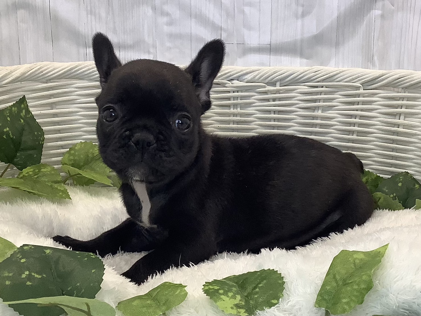 広島県のフレンチブルドッグ (マルエスペット広島段原ショッピングセンター店/2025年11月9日生まれ/女の子/ブリンドル)の子犬の3枚目の画像