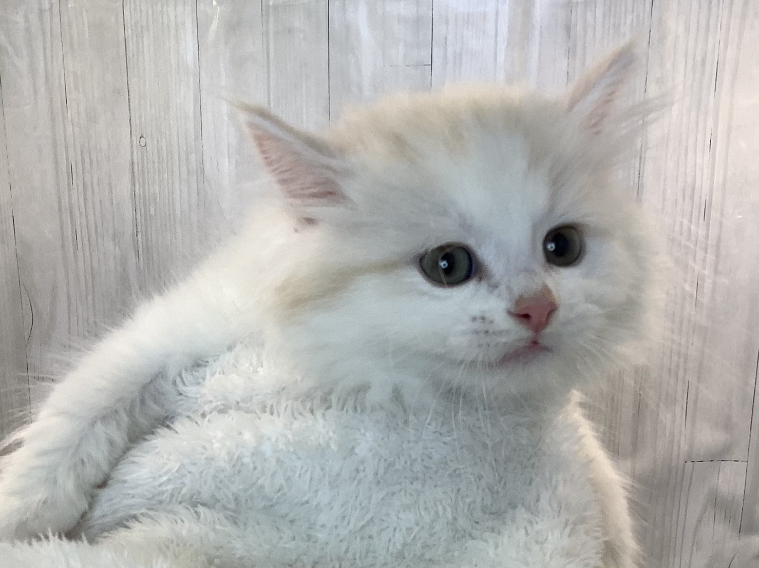 奈良県のミヌエット (マルエスペット 富雄店/2025年11月4日生まれ/男の子/クリームホワイト)の子猫の3枚目の画像