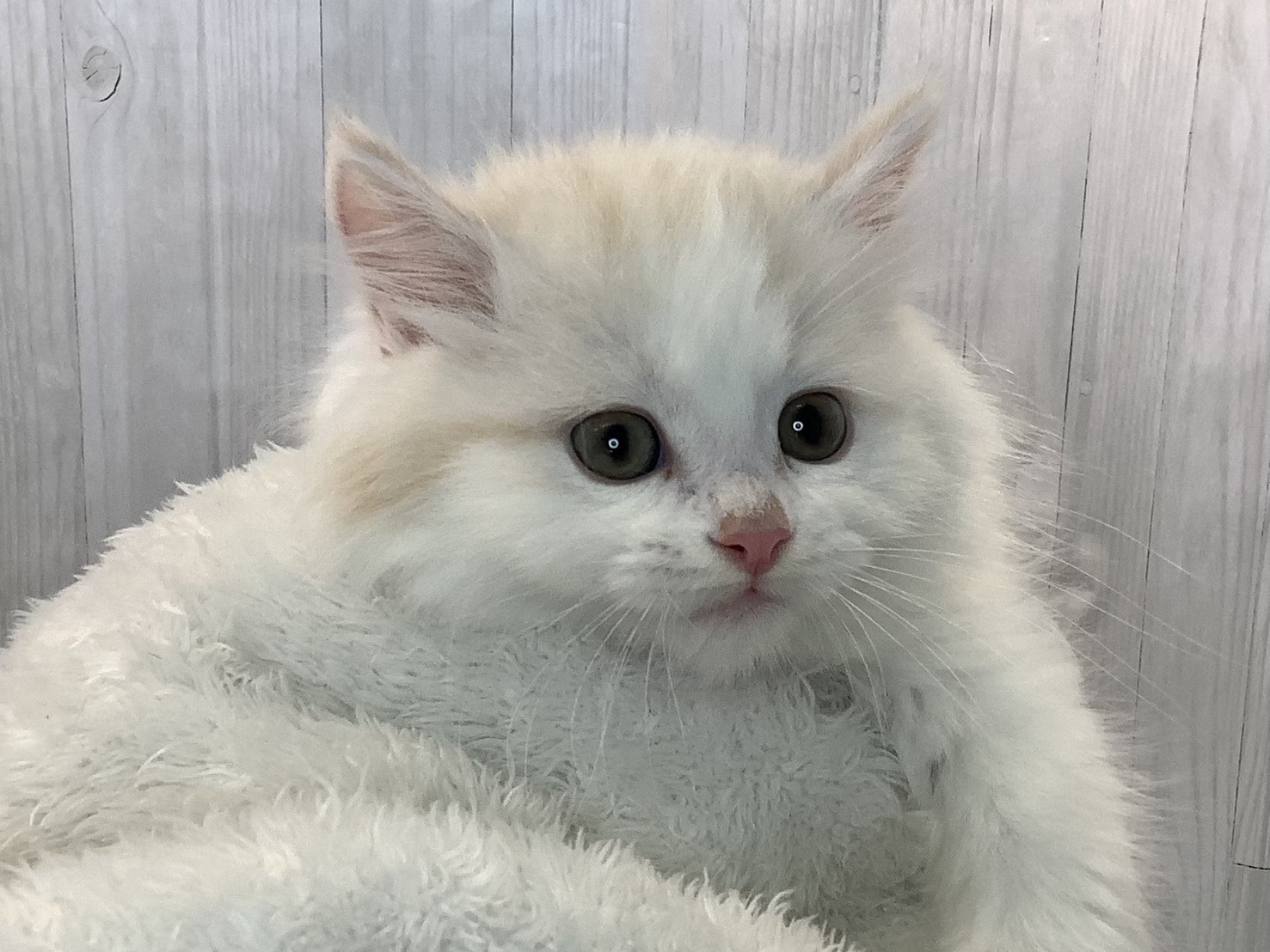 奈良県のミヌエット (マルエスペット 富雄店/2025年11月4日生まれ/男の子/クリームホワイト)の子猫の1枚目の画像