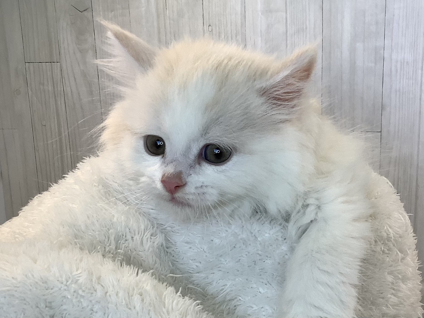 奈良県のミヌエット (マルエスペット 富雄店/2025年11月4日生まれ/男の子/クリームホワイト)の子猫の2枚目の画像