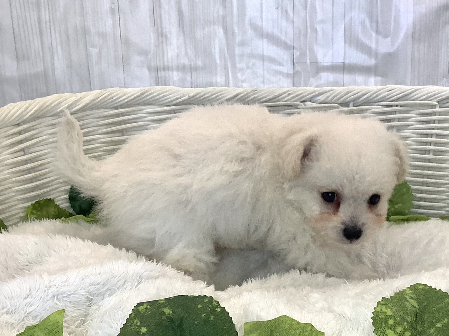 奈良県のトイプードル(トイ) (マルエスペット 富雄店/2025年11月9日生まれ/男の子/ホワイト)の子犬の2枚目の画像