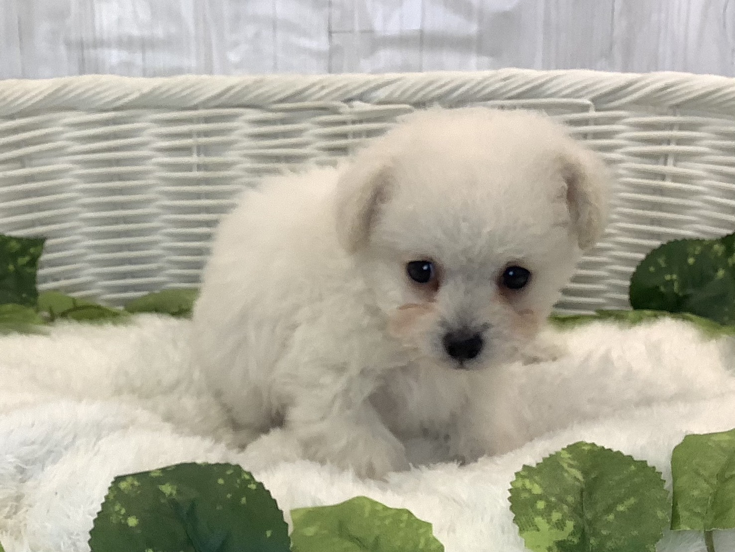 奈良県のトイプードル(トイ) (マルエスペット 富雄店/2025年11月9日生まれ/男の子/ホワイト)の子犬の3枚目の画像