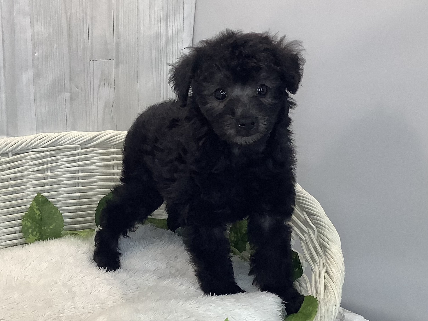 奈良県のトイプードル(トイ) (マルエスペット いかるが店/2025年11月15日生まれ/女の子/シルバー)の子犬の2枚目の画像