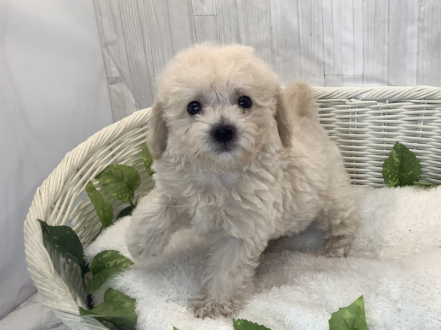 神奈川県のビションプー(ビションフリーゼ×プードル) (マルエスペット相模大野店/2025年11月15日生まれ/男の子/クリーム)の子犬の3枚目の画像