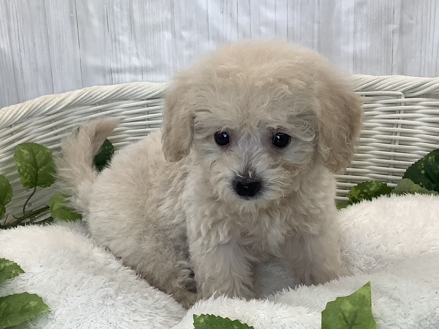 神奈川県のビションプー(ビションフリーゼ×プードル) (マルエスペット相模大野店/2025年11月15日生まれ/男の子/クリーム)の子犬の2枚目の画像