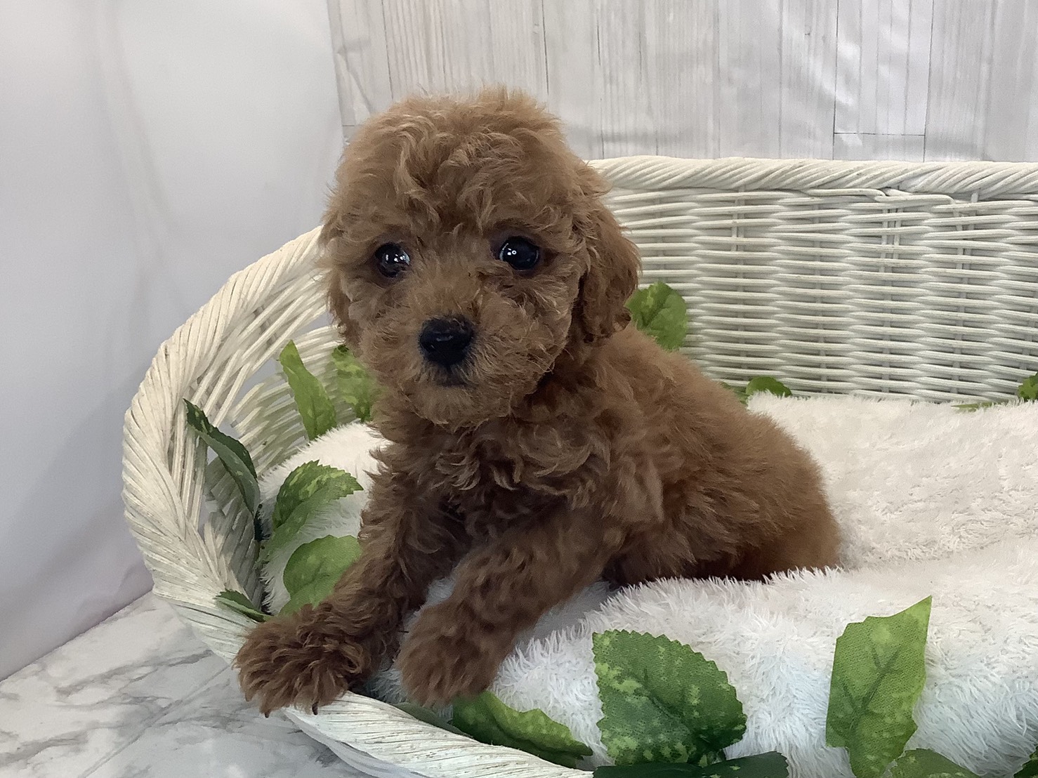 静岡県のトイプードル(トイ) (マルエスペットホームアシスト店/2025年11月13日生まれ/男の子/レッド)の子犬の3枚目の画像