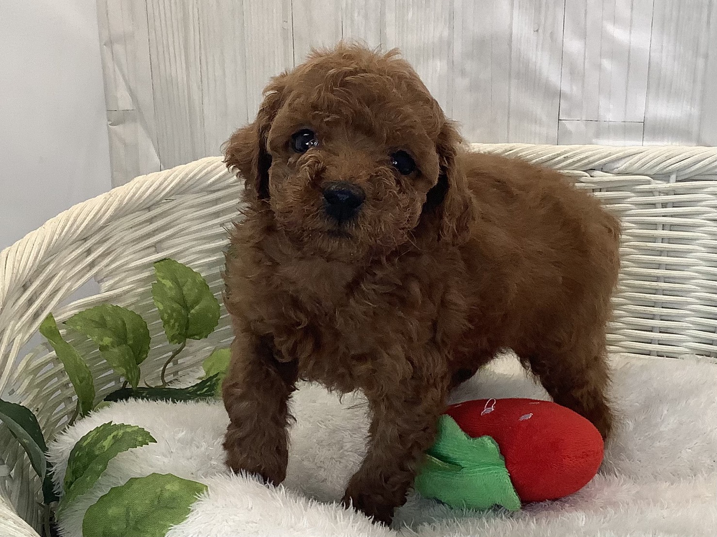 静岡県のトイプードル(トイ) (マルエスペットホームアシスト店/2025年11月13日生まれ/女の子/レッド)の子犬の3枚目の画像