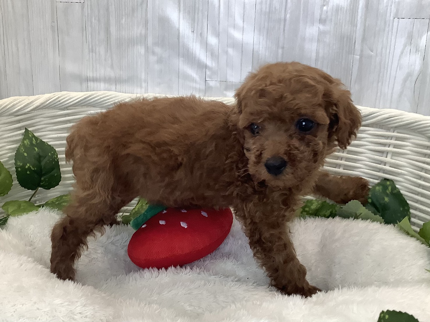 静岡県のトイプードル(トイ) (マルエスペットホームアシスト店/2025年11月13日生まれ/女の子/レッド)の子犬の2枚目の画像