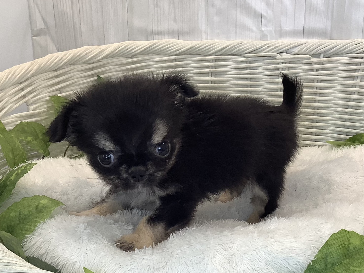 奈良県のチワワ(ロング) (マルエスペット いかるが店/2025年11月5日生まれ/女の子/ブラッククリーム)の子犬の3枚目の画像